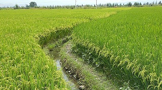 وزارة الزراعة العراقية 