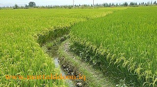 وزارة الزراعة العراقية
